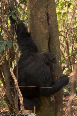 chimpanzee fishing for termites