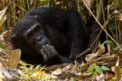 Chimpanzee, The Thinker