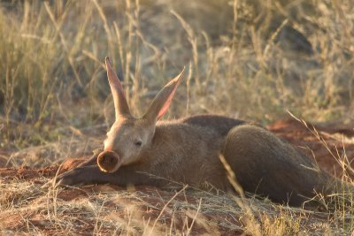 Aardvark/anteater/ant bear