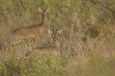 DIK DIK