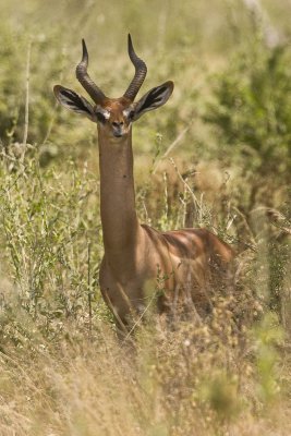 Gerenuk