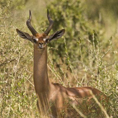 Gerenuk