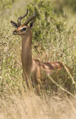 Gerenuk