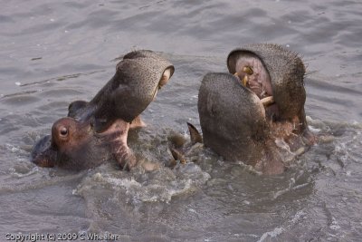 Fighting hippos but all eyes are on us!