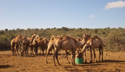 Camels for a ride