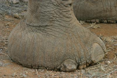 elefoot (Mashatu)