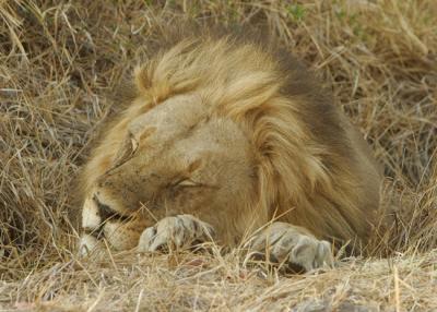 Lion having a cat nap.