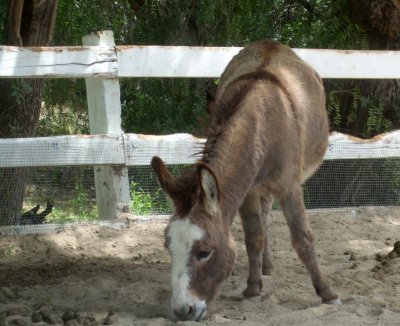 just the cutest little ass..er miniature burro