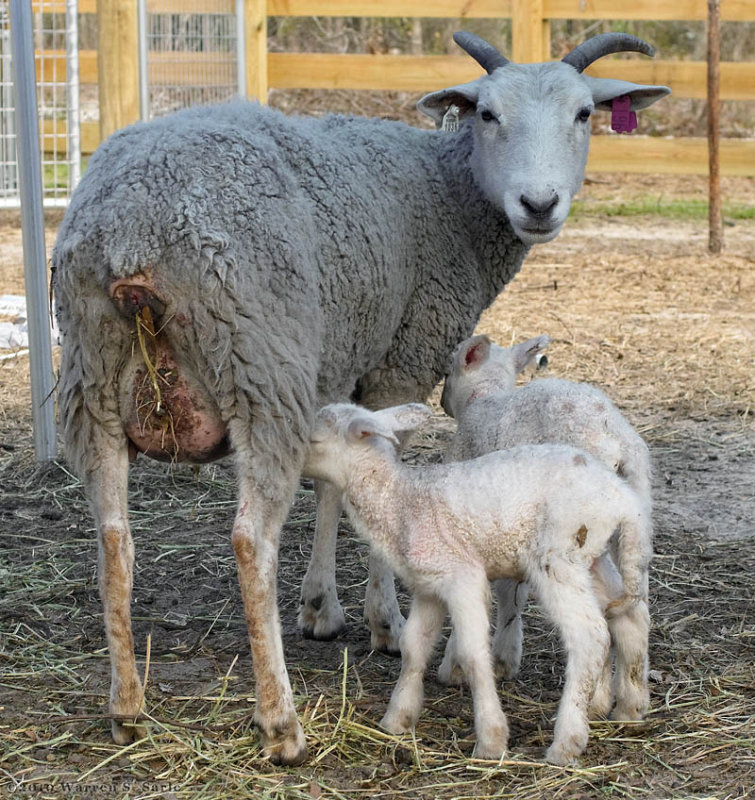 Sheep by Warren Sarle