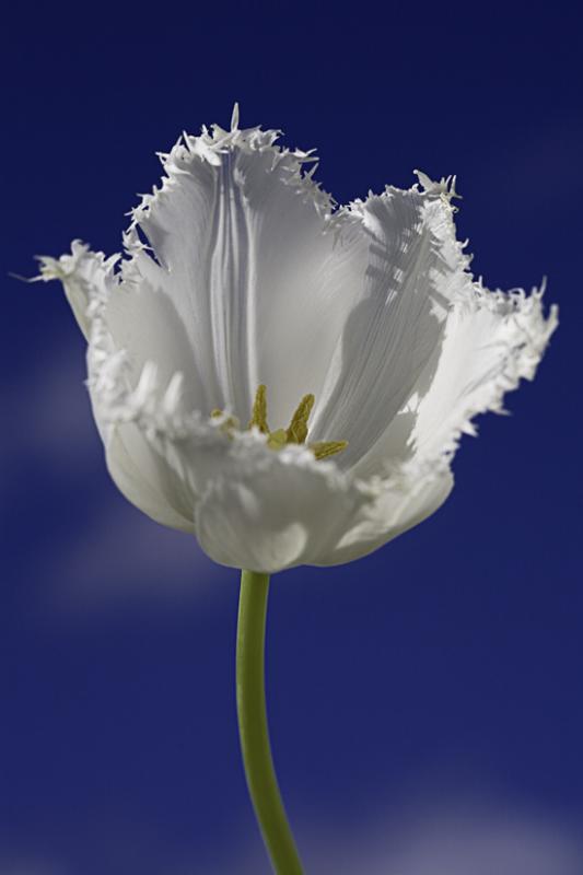 First Week of Spring by Tim Ashley