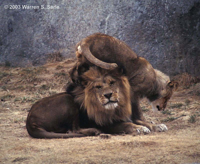 The Stress of Being a Parent by Warren Sarle