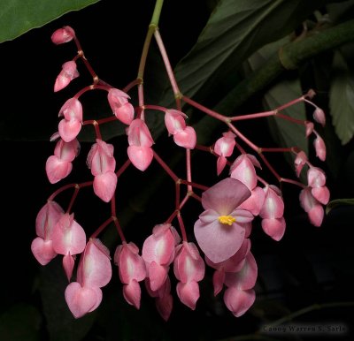 Angel Wing Begonia by Warren Sarle