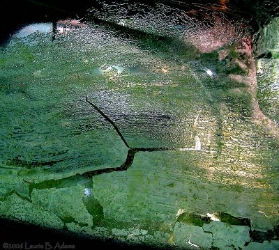 Reflection in a Window by Laurie B. Adams