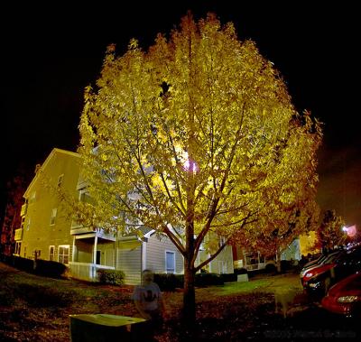 The Tree Outside My Apartment by Warren Sarle