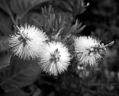 3 Flowers - by Marc Hewson-Green