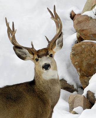 Rocks & Antlers by Albert Yanowich Jr.