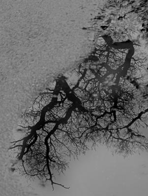 Puddle by Silas Slack