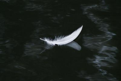 Swan by Flick Merauld