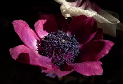 Fading anemone by jono slack*