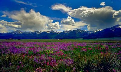 Flowers and Mountains   by Shelby