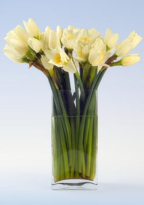Narcissus still life by Quentin Bargate
