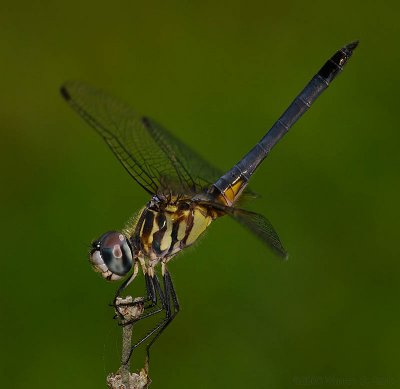 Dragonfly by Warren Sarle