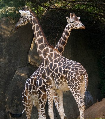 Giraffes by Warren Sarle