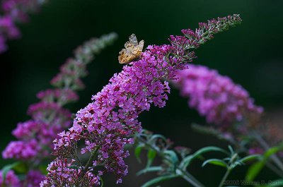 Buddleia by Warren Sarle