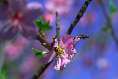 Blossom by MHG