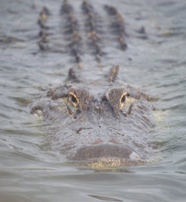 Gator5.jpg