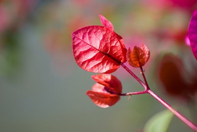 _IGP4644-20080802.jpg