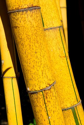 _IGP4648-20080802.jpg