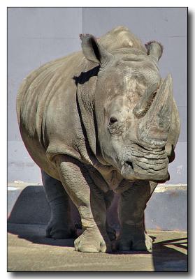 Rhinoceros