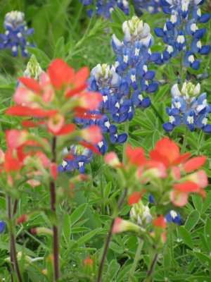 Texas wildflowers April 2010-10.jpg