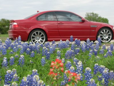 Texas Wildflowers April 2010