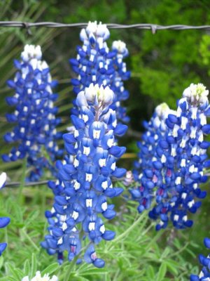 Texas wildflowers April 2010-23.jpg