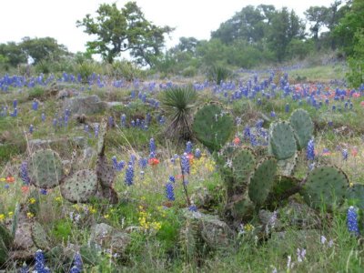 Texas wildflowers April 2010-26.jpg