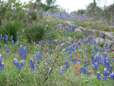 Texas wildflowers April 2010-27.jpg