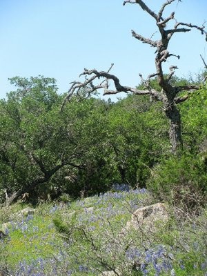 Texas wildflowers April 2010-43.jpg