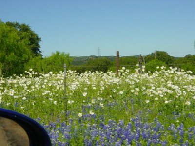 Texas Wildflowers April 2010