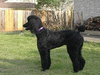 In Memory of Our Standard Poodle - Samson