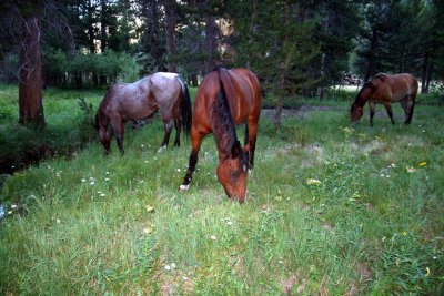 camp_guests