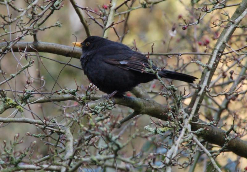 Blackbird