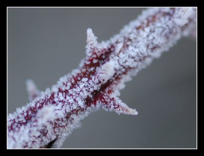 A Sharp Frost