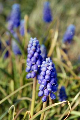 g3/90/447790/3/58547406.Muscari.jpg