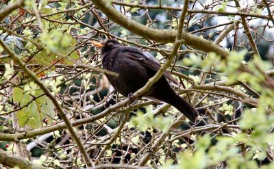 Blackbird