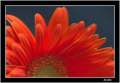 Gerbera 2