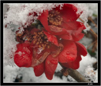 A Dusting of Snow