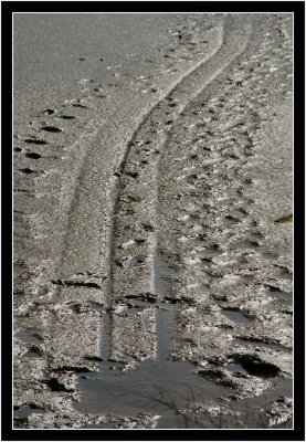 Tracks in the Mud
