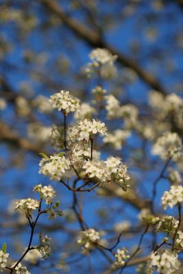 Bradford Pear blooms